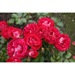 Corazon (Potted Rose)